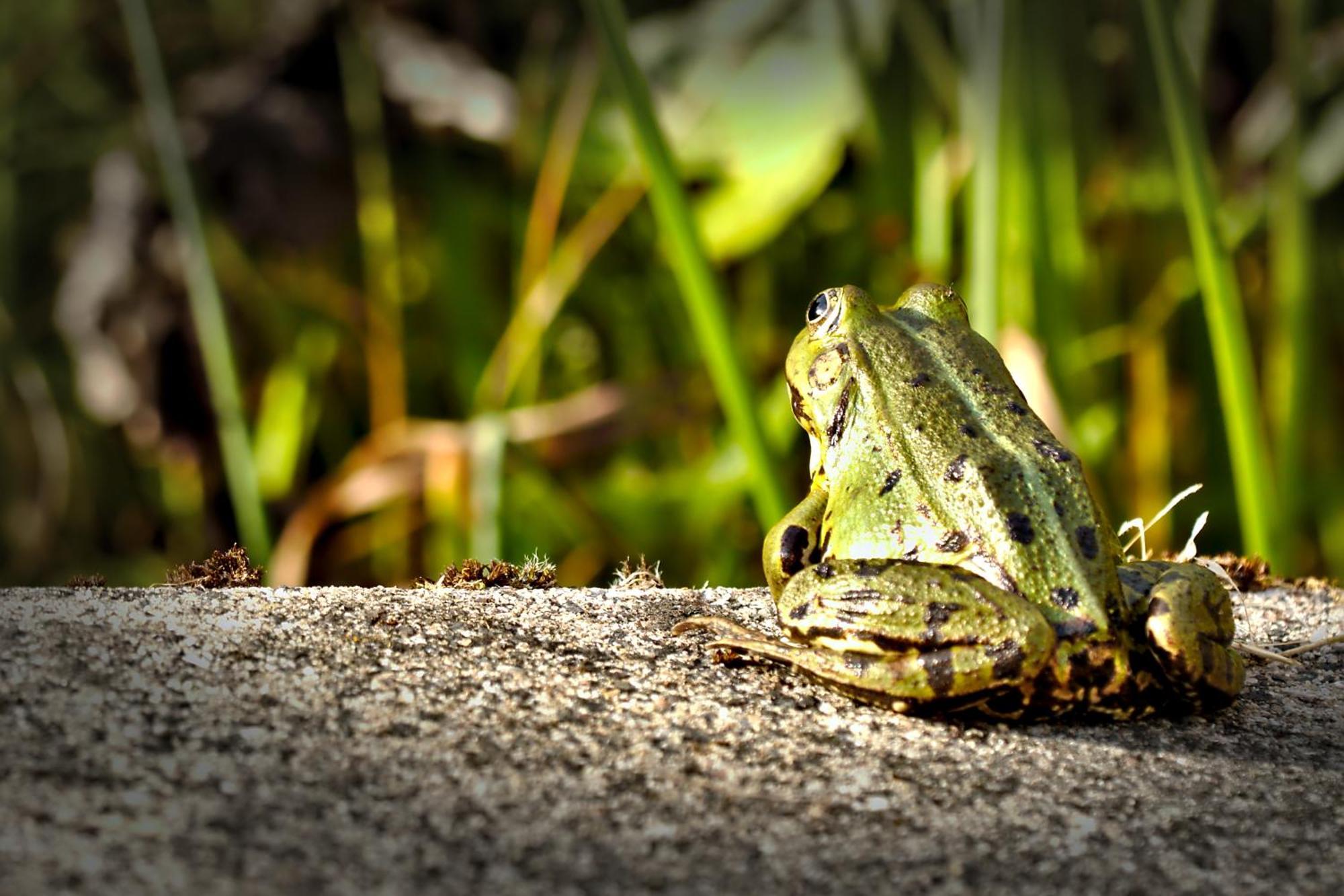 Froschkoenig Mit Teichblick Apartment Trendelburg Luaran gambar